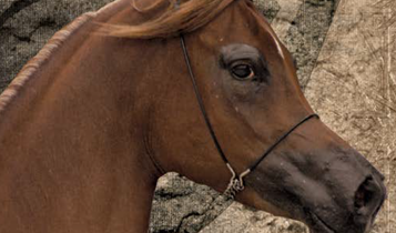 Horse Times Egypt: Equestrian Magazine :Articles :RABAB ARABIAN CHAMPIONSHIP INTERNATIONAL S-SHOW:  RESULTS