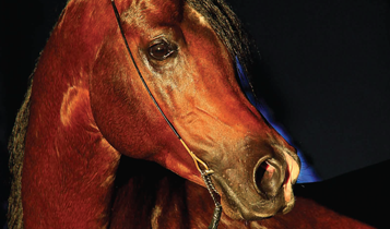 Horse Times Egypt: Equestrian Magazine :Articles :Salon Du Cheval D'El Jadida 2010 Preserved Traditions