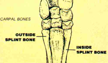 Horse Times Egypt: Equestrian Magazine :Articles :Splints