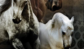 Horse Times Egypt: Equestrian Magazine :Articles :THEN AND NOW - ENDURING BEAUTY – DR. NASR MAREI AND HIS LEGACY AL BADEIA STUD OVER THE YEARS