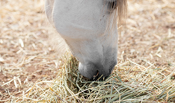 Horse Times Egypt: Equestrian Magazine :Articles :THE IMPORTANCE OF A BALANCED DIET FOR HORSES
