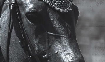 Horse Times Egypt: Equestrian Magazine :Articles :TIME IS OF THE ESSENCE IN INSURANCE CLAIMS: SOME LEGAL ASPECTS OF THE CARRIAGE OF HORSES BY AIR