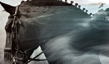 Horse Times Egypt: Equestrian Magazine :Articles :TRAINING TIPS - JUDGING RULES