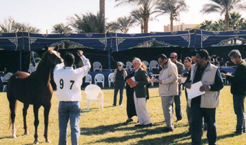 Horse Times Egypt: Equestrian Magazine :Articles :The Egyptian National Arabian horse Championship