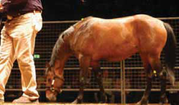 Horse Times Egypt: Equestrian Magazine :Articles :Monty Roberts, the Man Who Listens to Horses (Part 1)