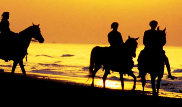 Horse Times Egypt: Equestrian Magazine :Articles :The Royal Equestrian & Camel Festival Of Oman What A Festival