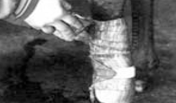 Horse Times Egypt: Equestrian Magazine :Articles :Tips of the Day: Vet Aliments, Dressage & Jumping