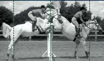 Horse Times Egypt: Equestrian Magazine :Articles :Training Tips Understanding Distances In Brief