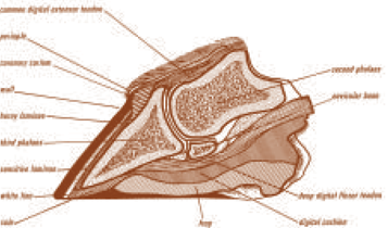 Horse Times Egypt: Equestrian Magazine :Articles :Vet Corner Laminitis (Part 1)