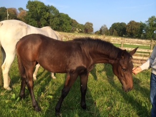 Horse Times Egypt: Equestrian Magazine :HorseTimes Blog :The Perils Of Show Jumping Sport - 13