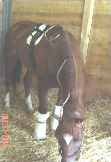 Horse Times Egypt: Equestrian Magazine :HorseTimes Blog :AIRBORNE PARTICLES AND TRACHEAL MUCUS