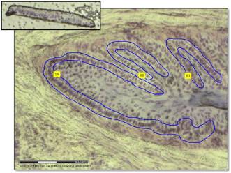 Horse Times Egypt: Equestrian Magazine :HorseTimes Blog :GENE EXPRESSION IN LAMINITIS