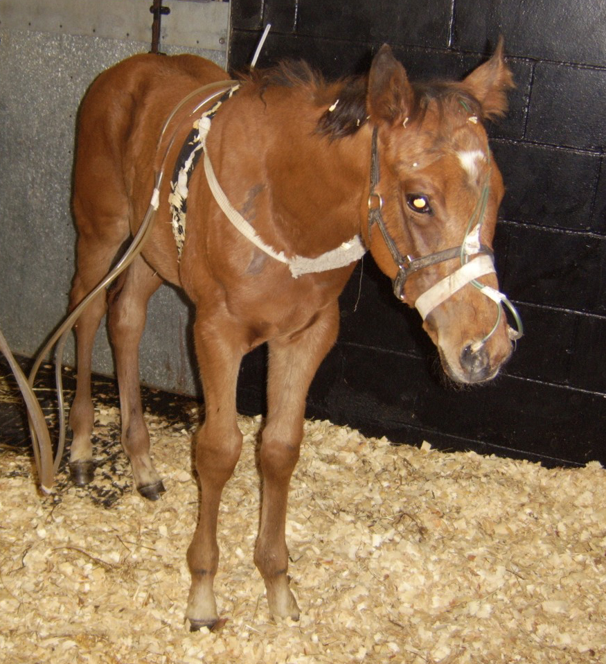 Horse Times Egypt: Equestrian Magazine :HorseTimes Blog :DIAGNOSIS OF RHODOCOCCUS PNEUMONIA