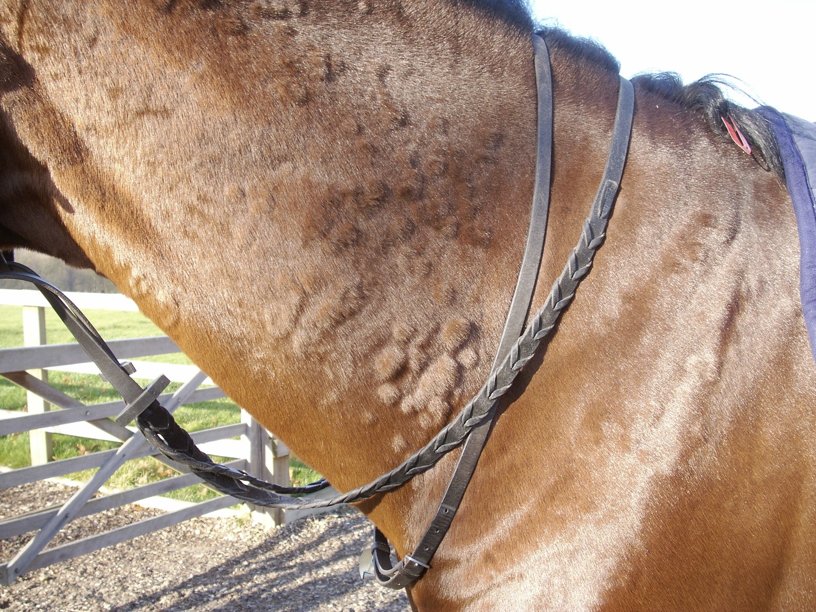 Horse Times Egypt: Equestrian Magazine :HorseTimes Blog :IGE FOOD ALLERGEN TESTING INCONSISTENT