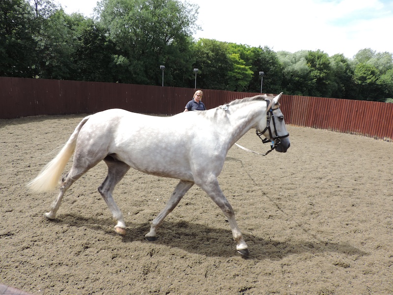 Horse Times Egypt: Equestrian Magazine :HorseTimes Blog :RATER AGREEMENT OF VISUAL LAMENESS ASSESSMENT IN HORSES DURING LUNGEING