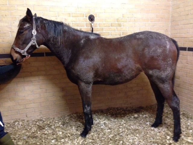 Horse Times Egypt: Equestrian Magazine :HorseTimes Blog :Equine Transformers