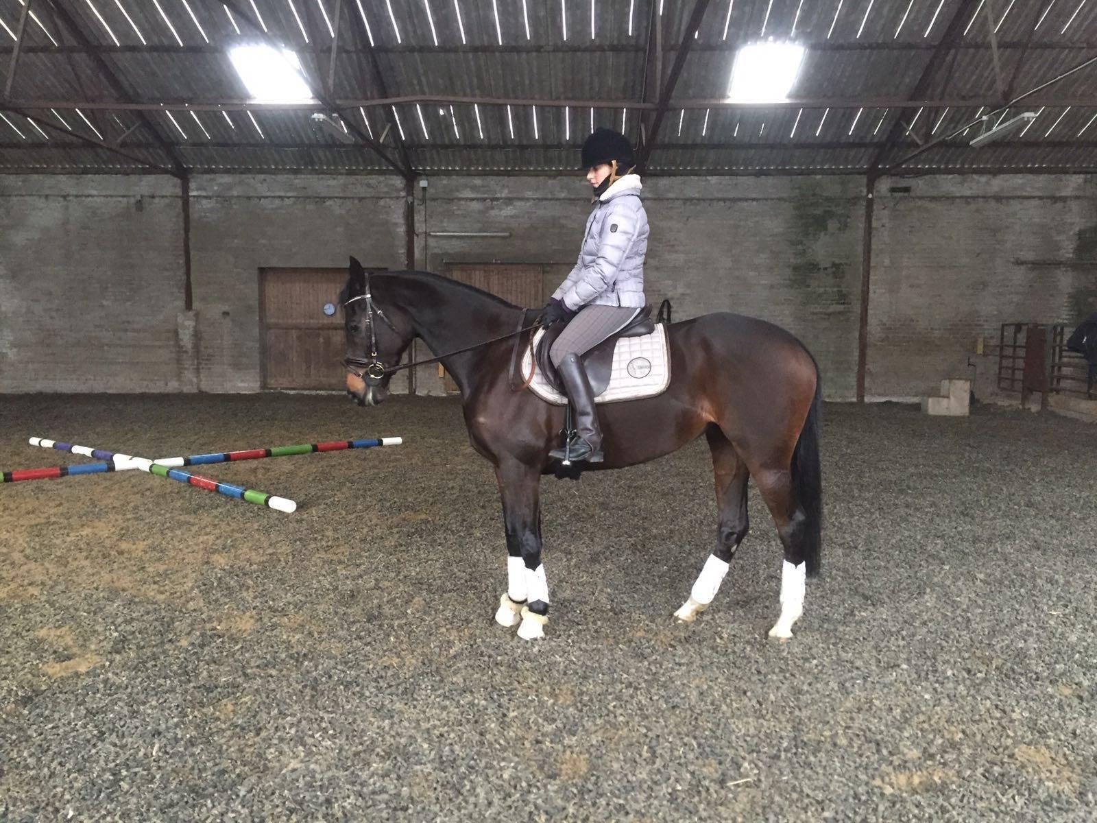 Horse Times Egypt: Equestrian Magazine :HorseTimes Blog :WHERE ARE THEY NOW?