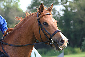 Horse Times Egypt: Equestrian Magazine :HorseTimes Blog :THE INTRODUCTION TO NOSEBANDS!