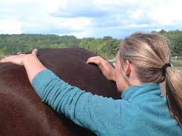 Horse Times Egypt: Equestrian Magazine :HorseTimes Blog :1 EQUINE OSTEOPATHY: THE DEFENITION