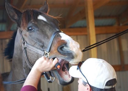 Horse Times Egypt: Equestrian Magazine :HorseTimes Blog :HORSES` DENTAL PROBLEMS