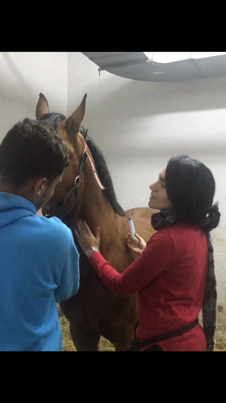 Horse Times Egypt: Equestrian Magazine :HorseTimes Blog :WHEN EQUICARE'S BEETHOVEN WASN'T FEELING WELL