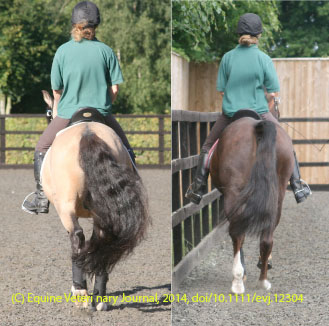 Horse Times Egypt: Equestrian Magazine :HorseTimes Blog :SADDLE SLIP AND RIDER/HORSE BACK PAIN
