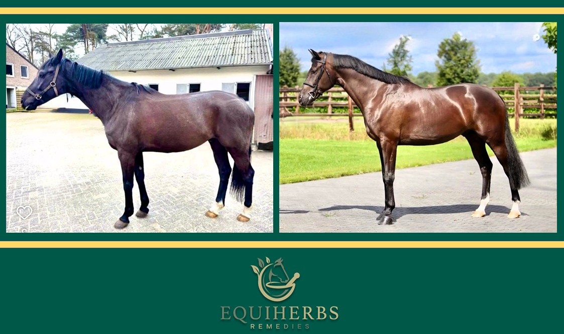 Horse Times Egypt: Equestrian Magazine :News :THE POWER OF BITTER HERBS: SOLVING & PREVENTING DIGESTIVE PROBLEMS