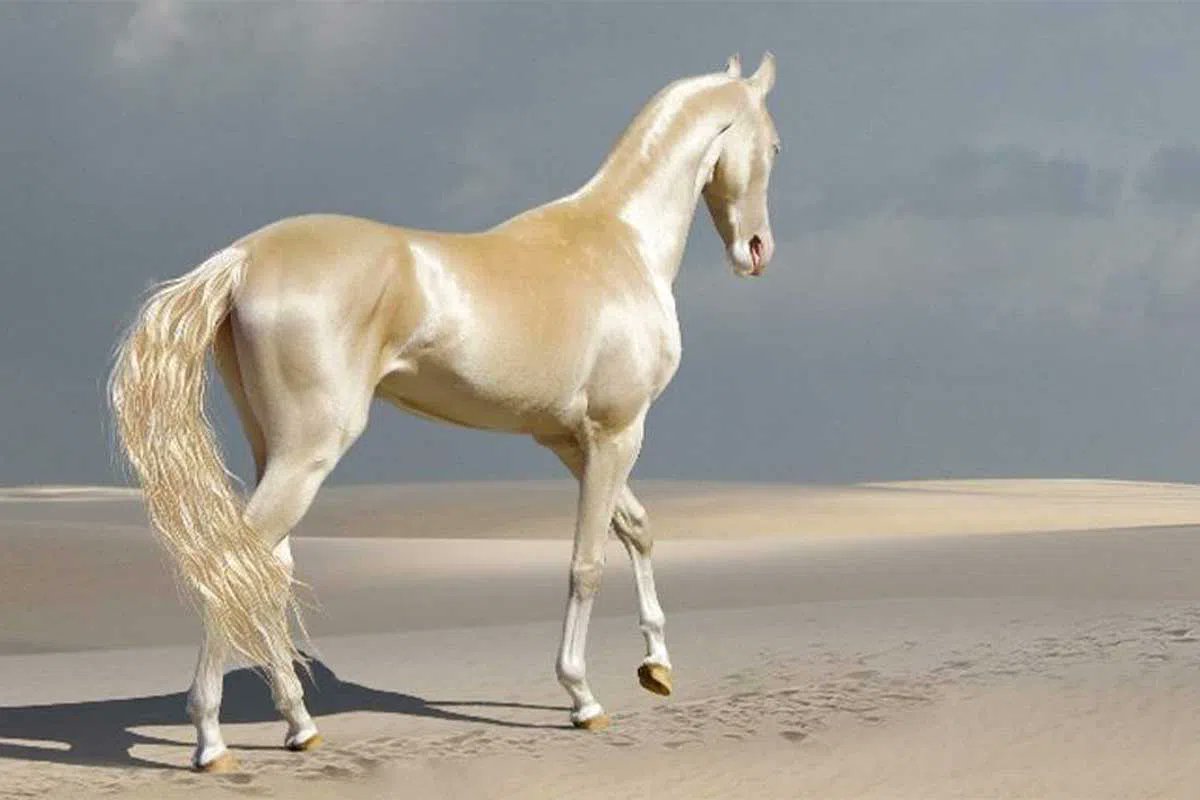 Horse Times Egypt: Equestrian Magazine :News :SOVEREIGN ASSETS & IRON HOOVES: INSIDE TURKMENISTAN’S EQUINE TRINITY