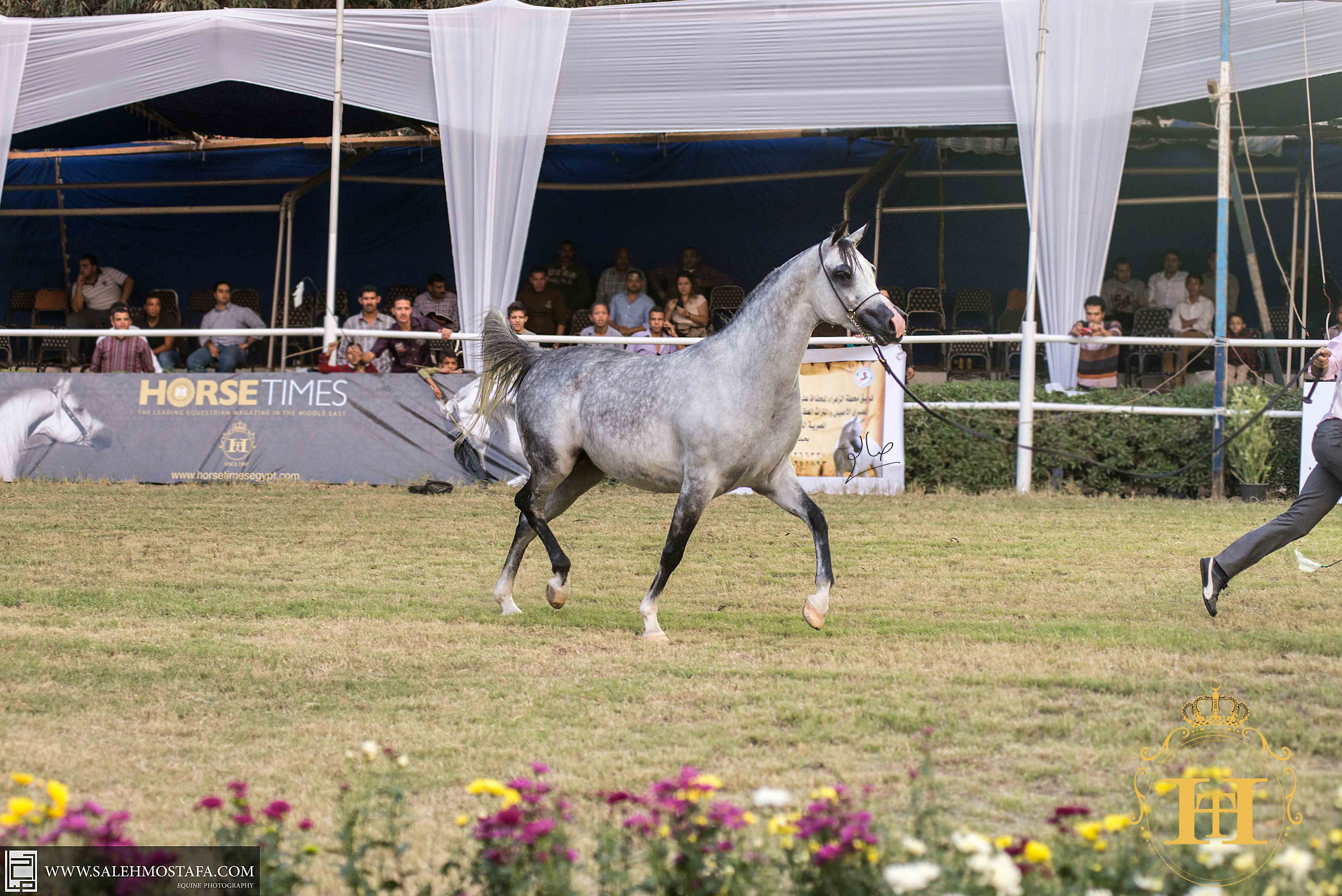 Horse Times Egypt: Equestrian Magazine :News :El ZAHRAA ARABIAN HORSE CHAMPIONSHIPS 2013