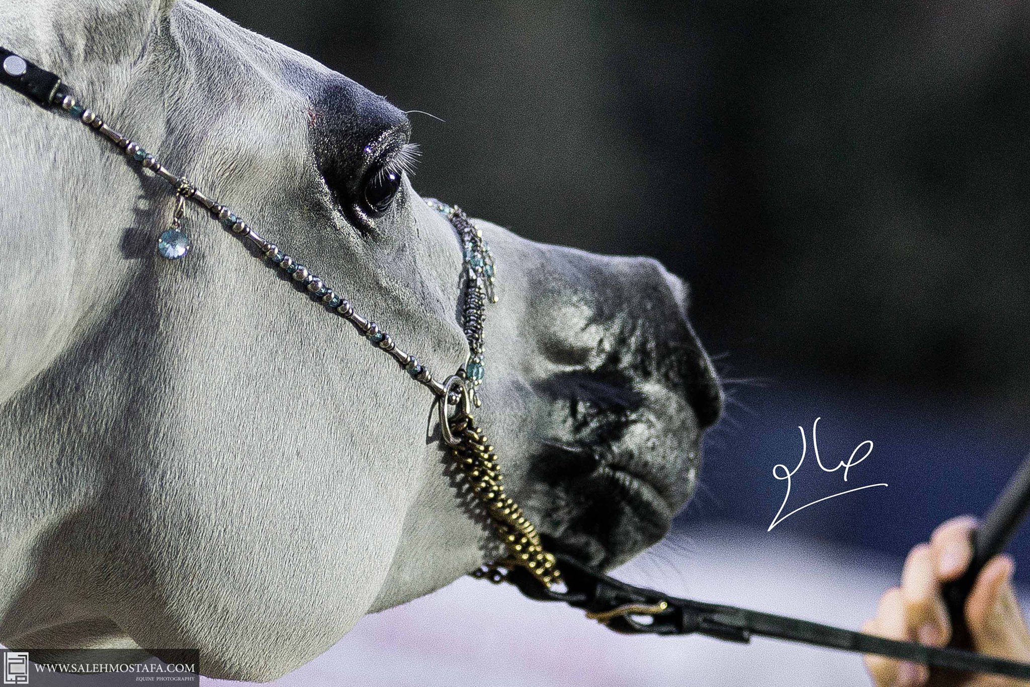 Horse Times Egypt: Equestrian Magazine :News :El ZAHRAA ARABIAN HORSE CHAMPIONSHIPS 2013 