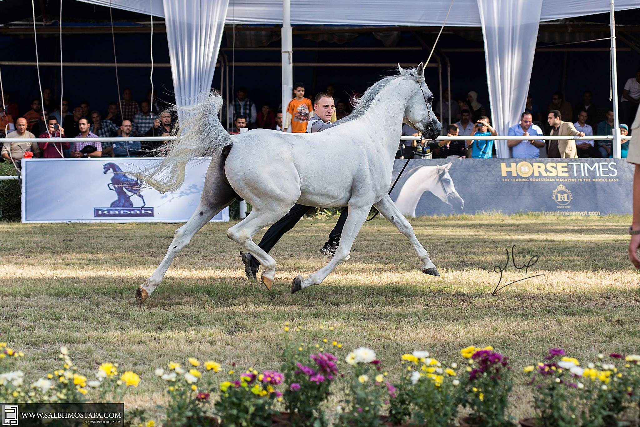 Horse Times Egypt: Equestrian Magazine :News :El ZAHRAA ARABIAN HORSE CHAMPIONSHIPS 2013 