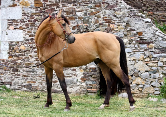 Horse Times Egypt: Equestrian Magazine :News :THE AKHAL TÉKÉ BECOMES A HORSE OF HONOR