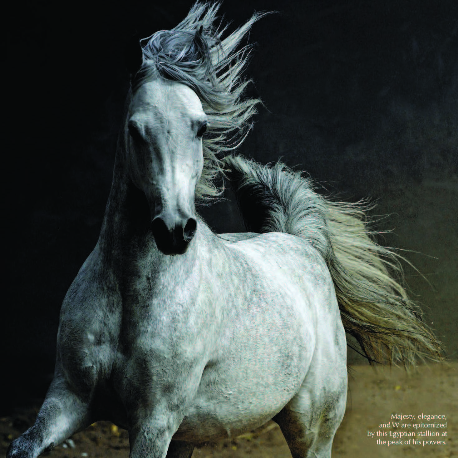 Horse Times Egypt: Equestrian Magazine :News :RENOWNED BREEDER AND JUDGE DR. NASR MAREI RELEASES PAPERBACK EDITION OF ‘THE ARABIAN HORSE OF EGYPT’