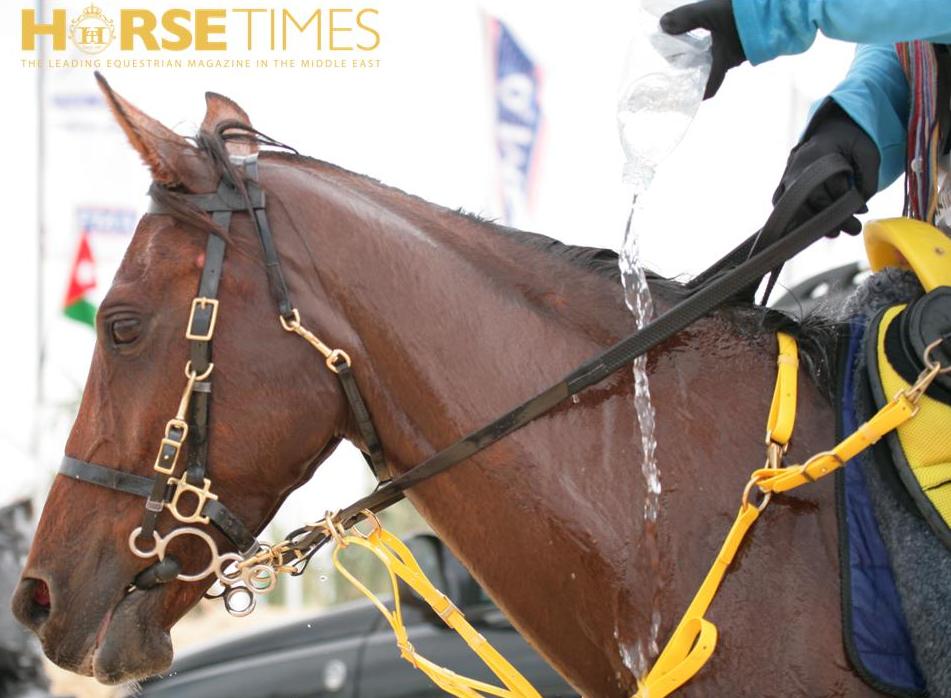 Horse Times Egypt: Equestrian Magazine :News :FEI STATEMENT ON INVESTIGATION INTO 2012 FEI WORLD ENDURANCE CHAMPIONSHIPS 