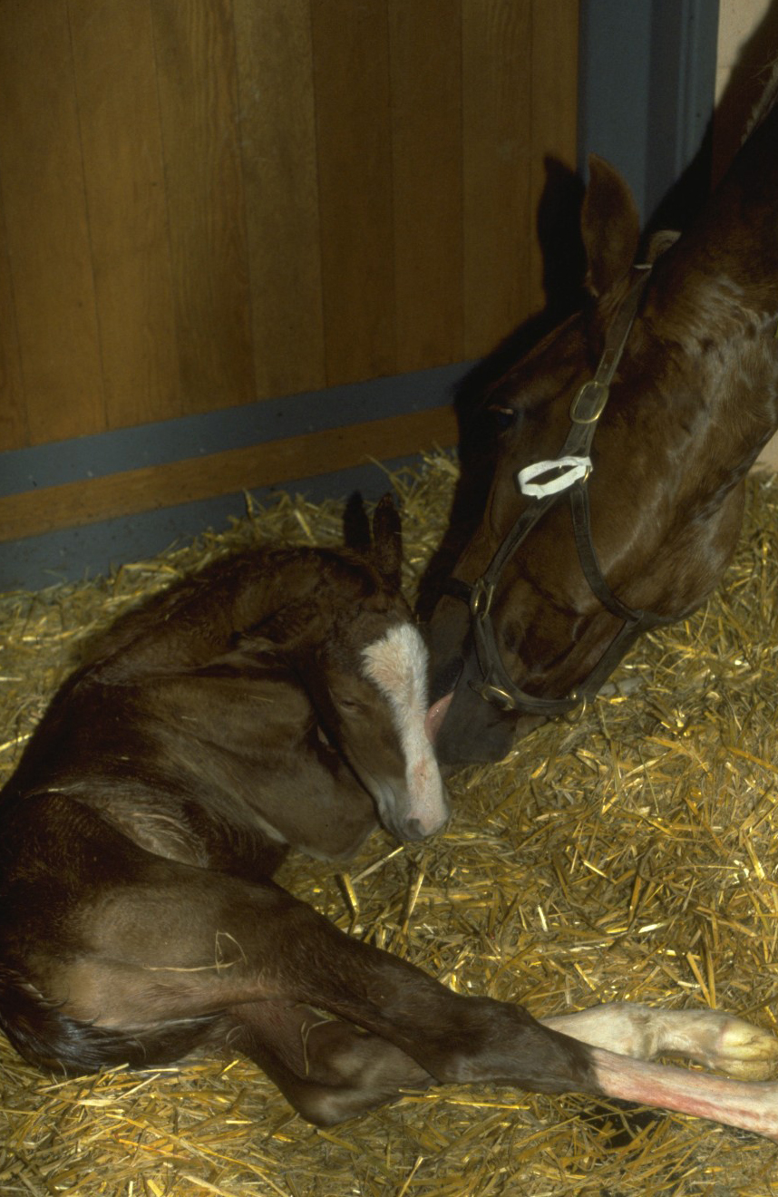 Horse Times Egypt: Equestrian Magazine :News :SURVIVAL, FERTILITY AND UTERINE TORSION