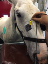 Horse Times Egypt: Equestrian Magazine :News :PERCUTANEOUS ELECTRICAL NERVE STIMULATION FOR HEADSHAKING