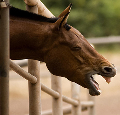 Horse Times Egypt: Equestrian Magazine :News :UK AT RISK OF EQUINE FLU EPIDEMIC