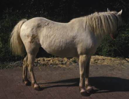 Horse Times Egypt: Equestrian Magazine :News :TRAMADOL IN CHRONIC LAMINITIS