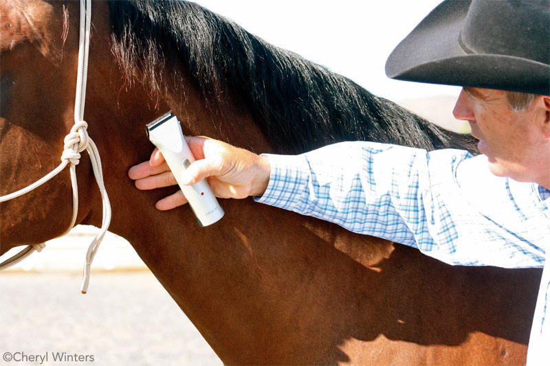 Horse Times Egypt: Equestrian Magazine :News :Conquer Grooming Fears