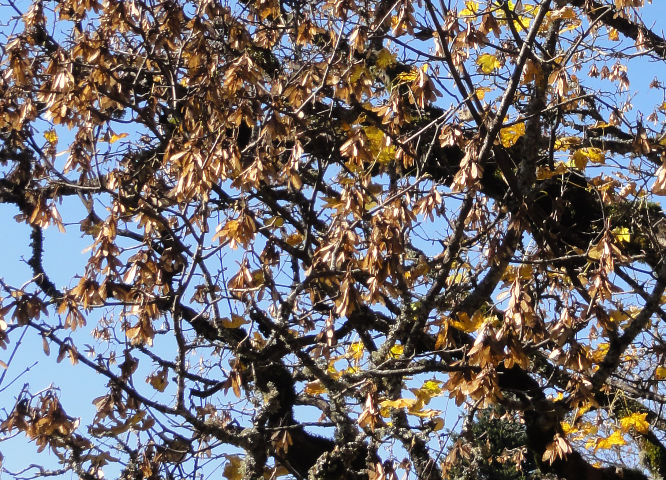 Horse Times Egypt: Equestrian Magazine :News :A MYOPATHY AND SYCAMORE SEEDS