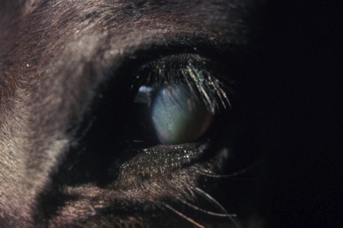 Horse Times Egypt: Equestrian Magazine :News :NEGATIVE IMPACT OF EQUINE RECURRENT UVEITIS