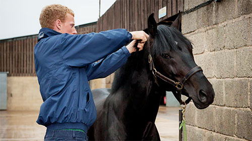 Horse Times Egypt: Equestrian Magazine :News :Equestrian Film Festival Celebrates Horses