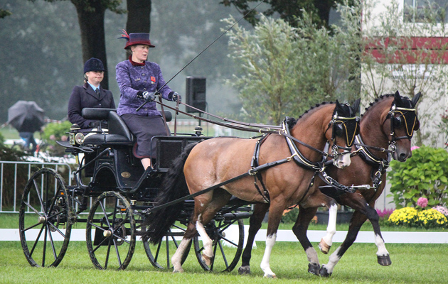 Horse Times Egypt: Equestrian Magazine :News :Gold for Great Britain at pony driving Europeans