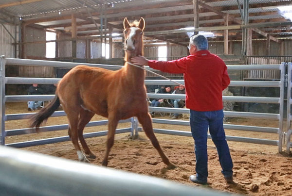 Horse Times Egypt: Equestrian Magazine :News :There are no magic fixes for horse problems