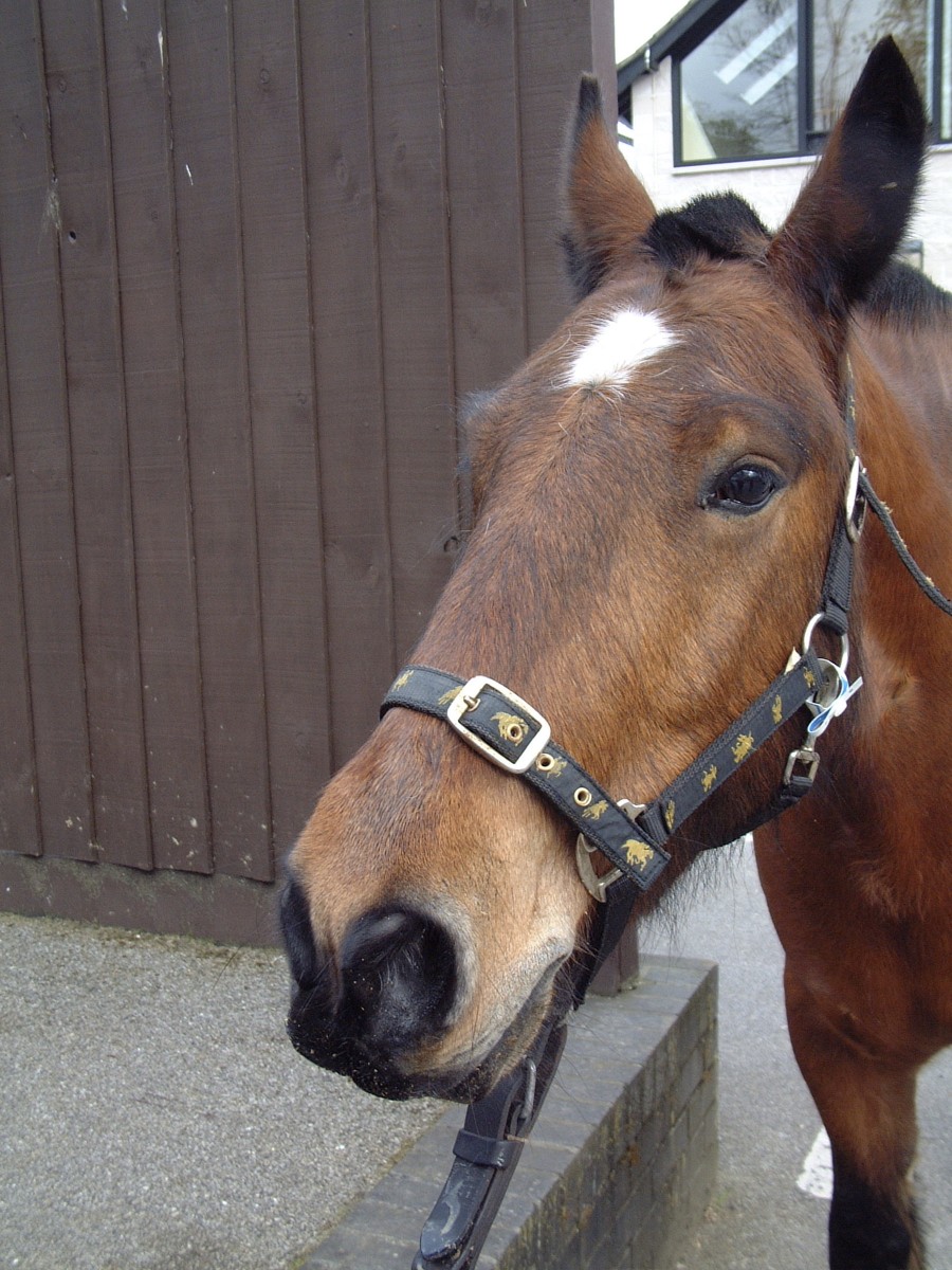 Horse Times Egypt: Equestrian Magazine :News :EFFECTIVE DURATION OF TETANUS VACCINATION