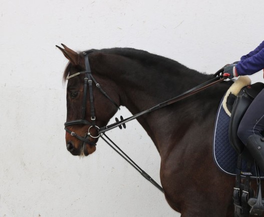 Horse Times Egypt: Equestrian Magazine :News :The Swiss Equestrian Federation bans the use of draw reins at horse shows in 2016