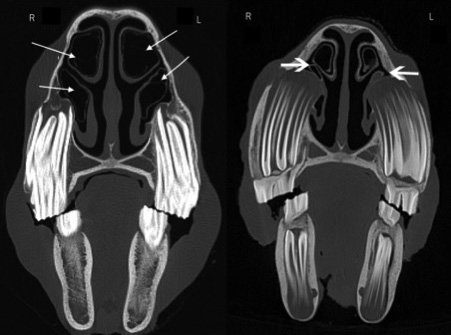 Horse Times Egypt: Equestrian Magazine :News :ANATOMY OF NASAL CONCHAL BULLAE