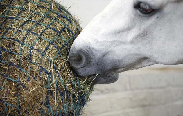 Horse Times Egypt: Equestrian Magazine :News :18 secrets to managing your winter routine