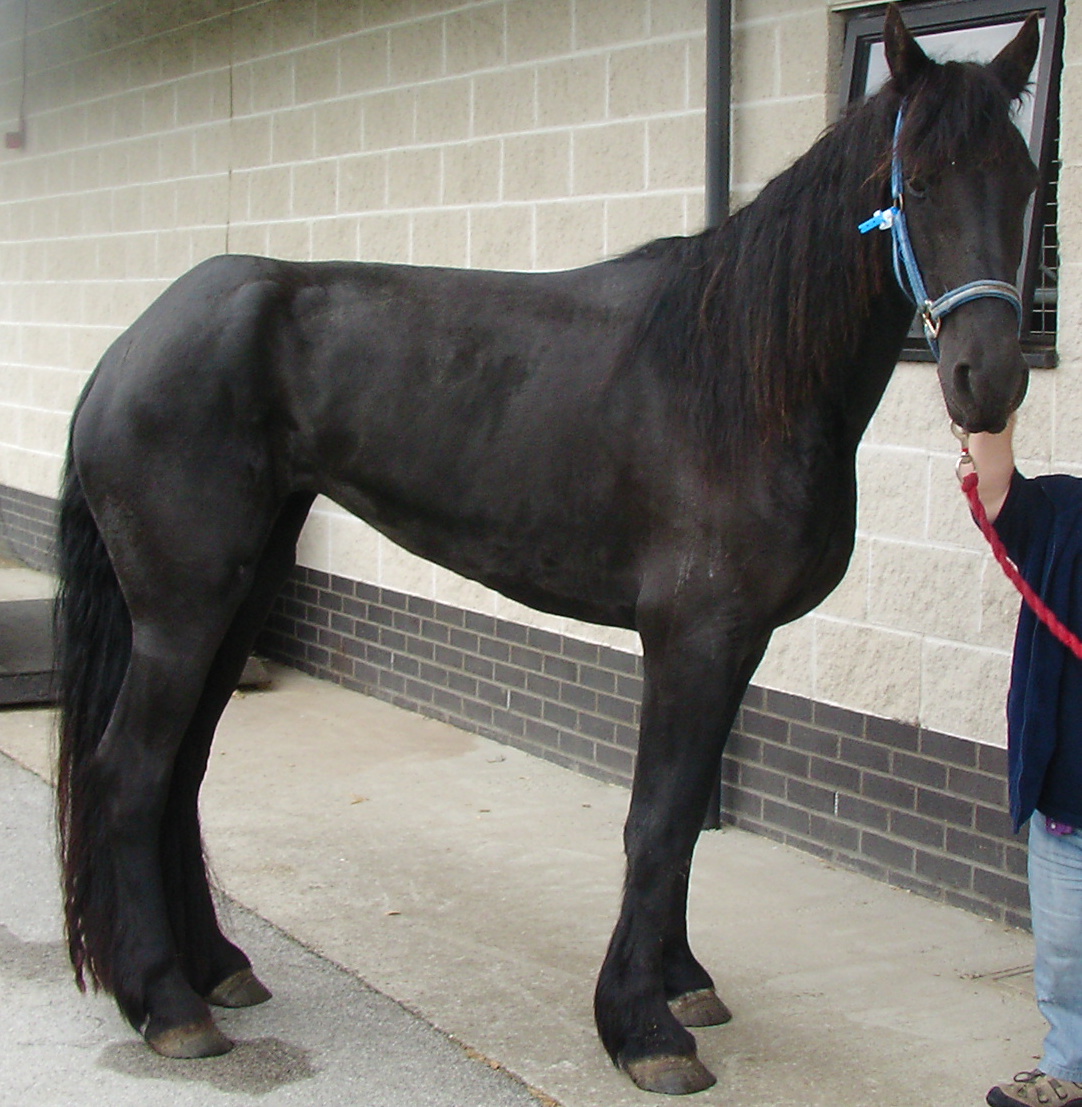 Horse Times Egypt: Equestrian Magazine :News :PREDICTING GRASS SICKNESS SURVIVAL 