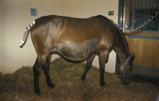 Horse Times Egypt: Equestrian Magazine :News :DEXAMETHASONE IN PREGNANT MARES 